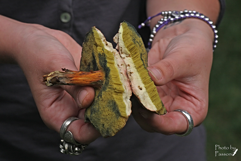 Aiuto per identificazione!